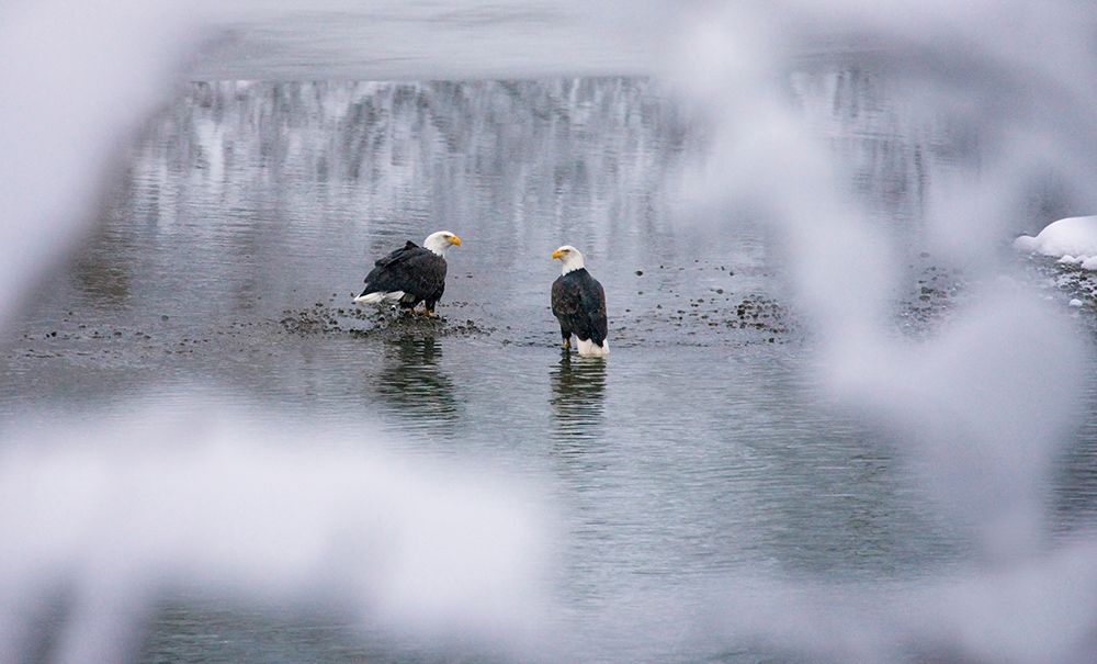 Bald Eagles on the river in the forest covered with snow-Haines-Alaska-USA